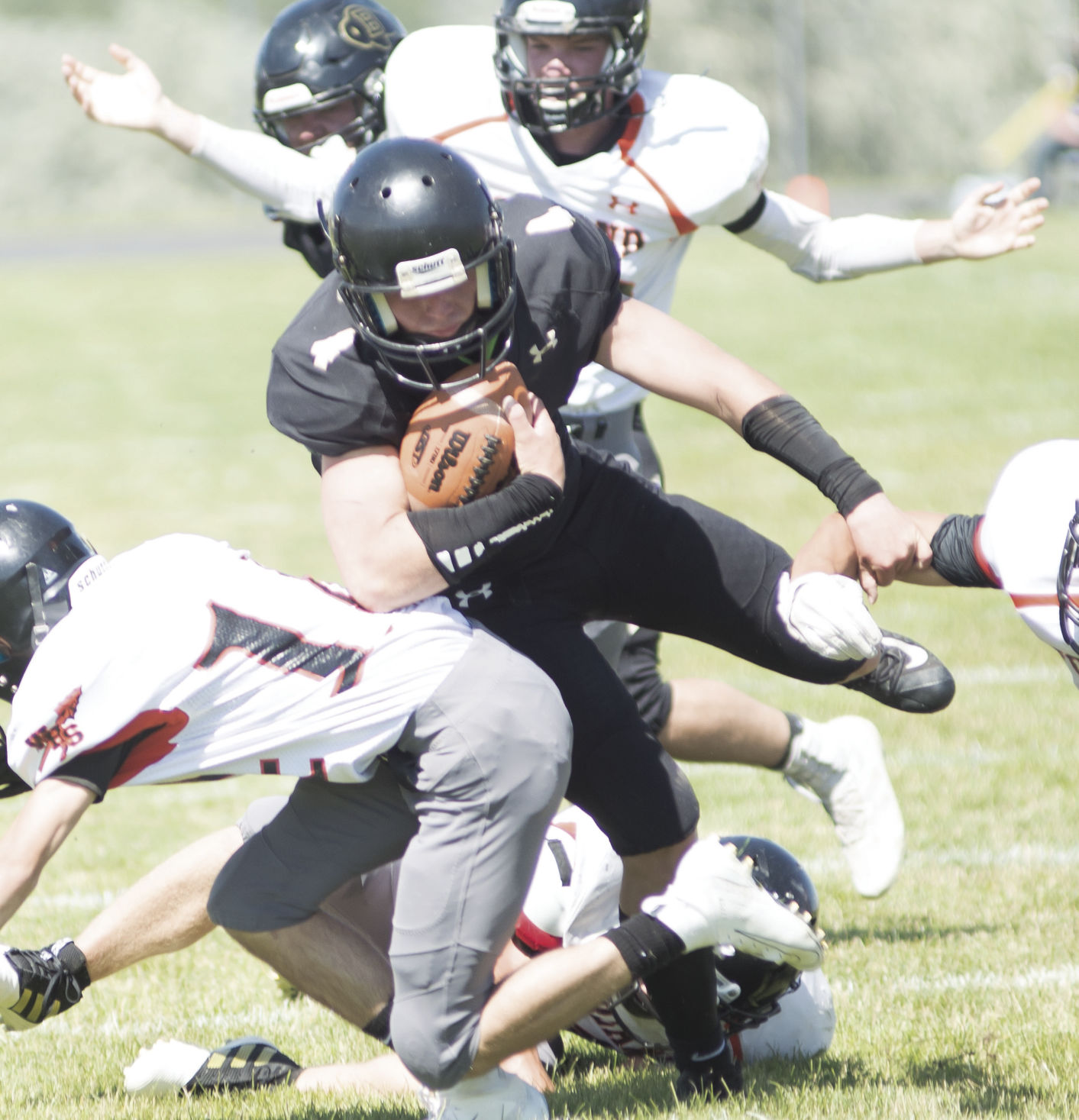 Bison thump Worland